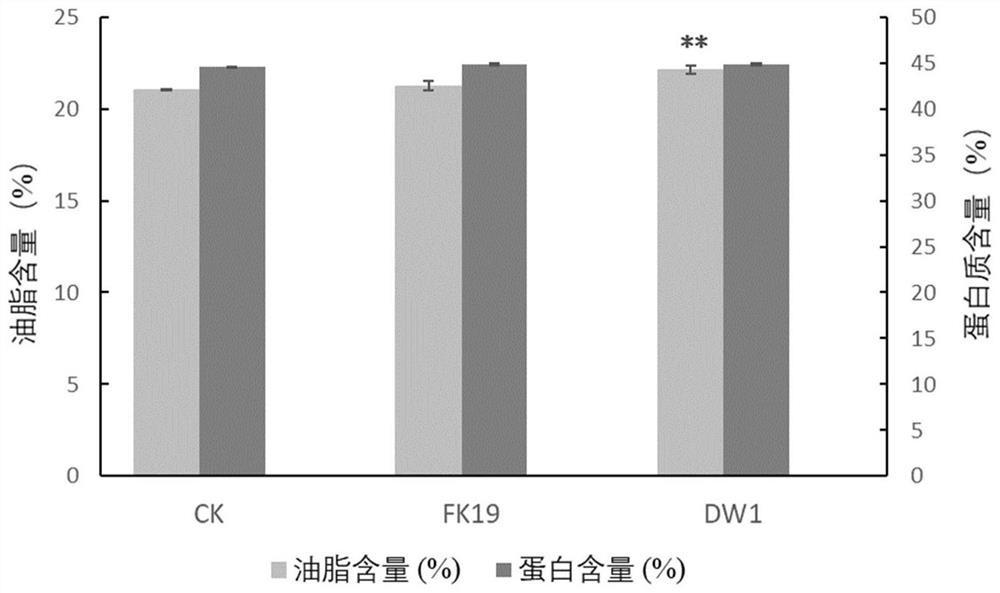 Growth-promoting microbial inoculum capable of increasing soybean oil content and preparation method and application thereof