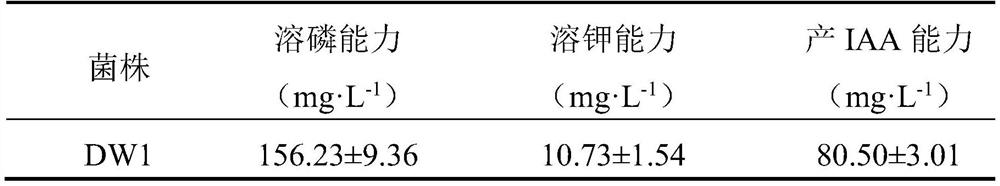 Growth-promoting microbial inoculum capable of increasing soybean oil content and preparation method and application thereof