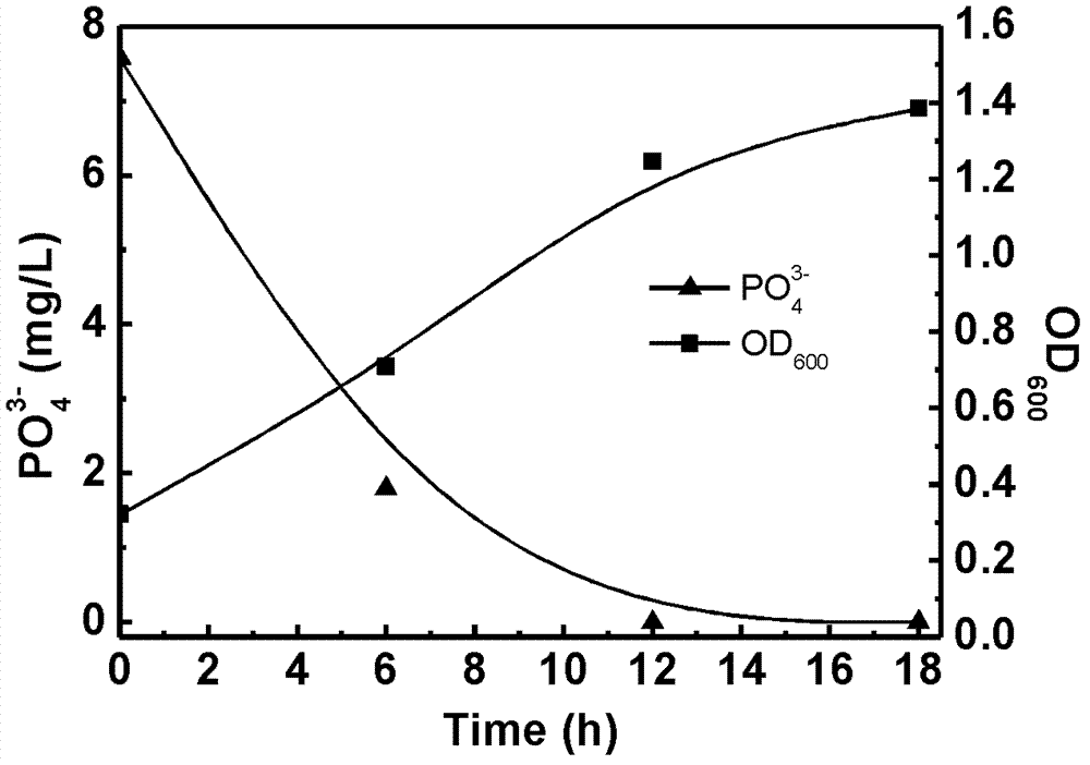 Achromobacter xylosoxidans with denitrification and dephosphorization function and application of Achromobacter xylosoxidans