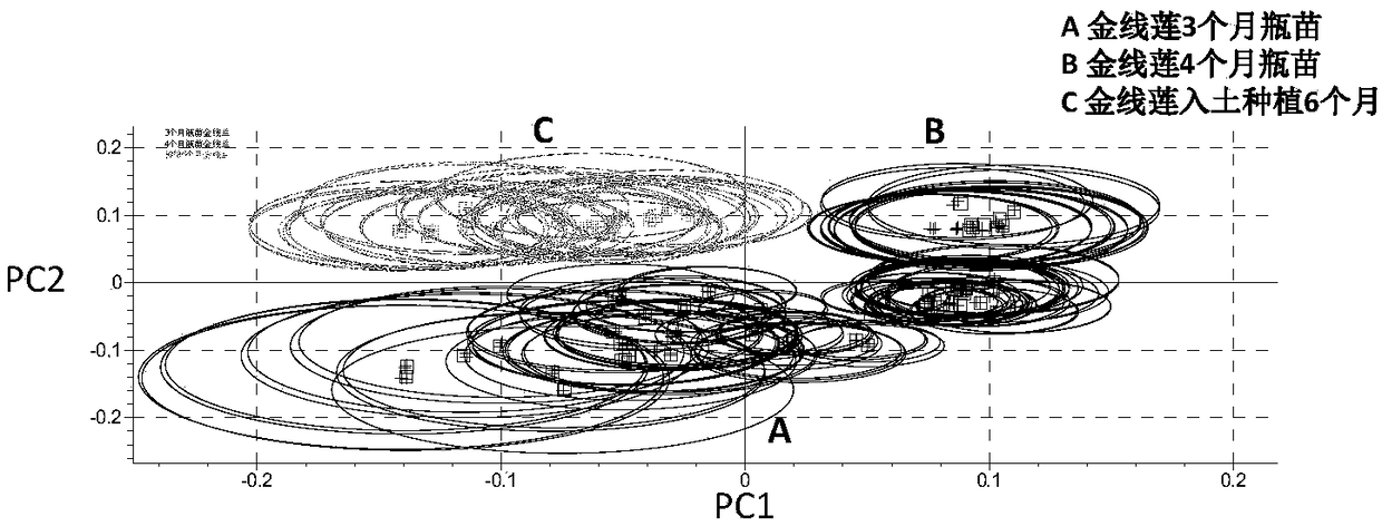 Identification method for anoectochilus roxburghii with different cultivation methods