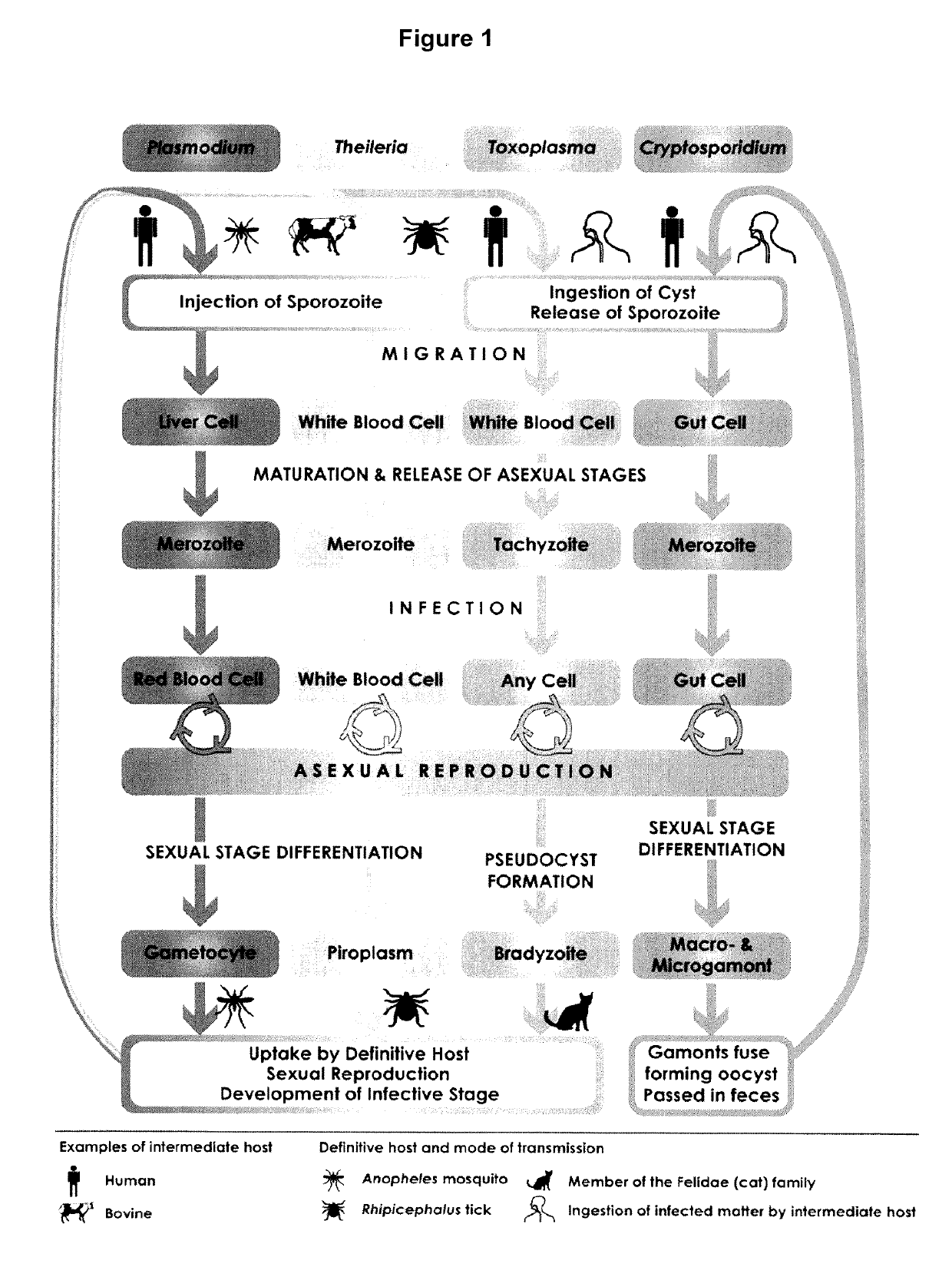 Anti-parasitic complexes