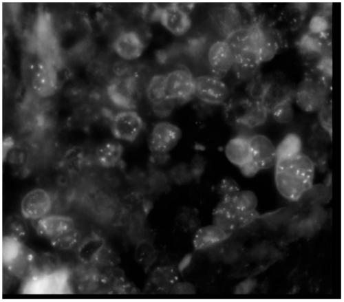 A preprocessing method for tissue sections that fail conventional fish detection