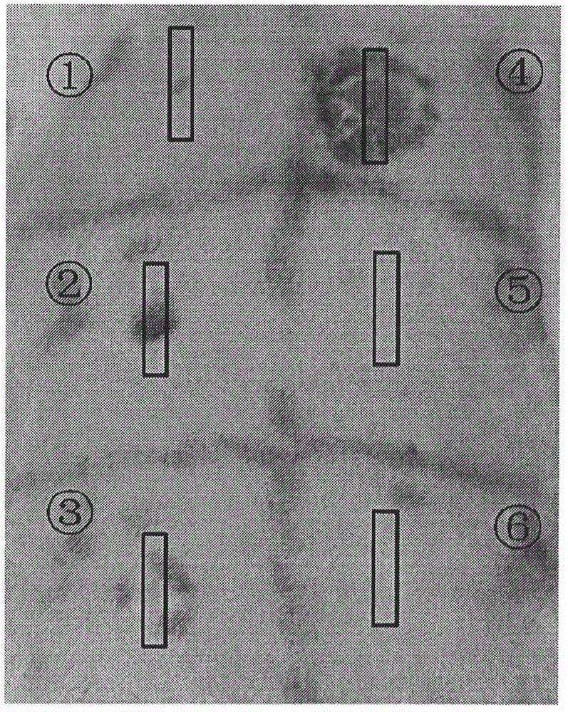 Method for making burn animal model