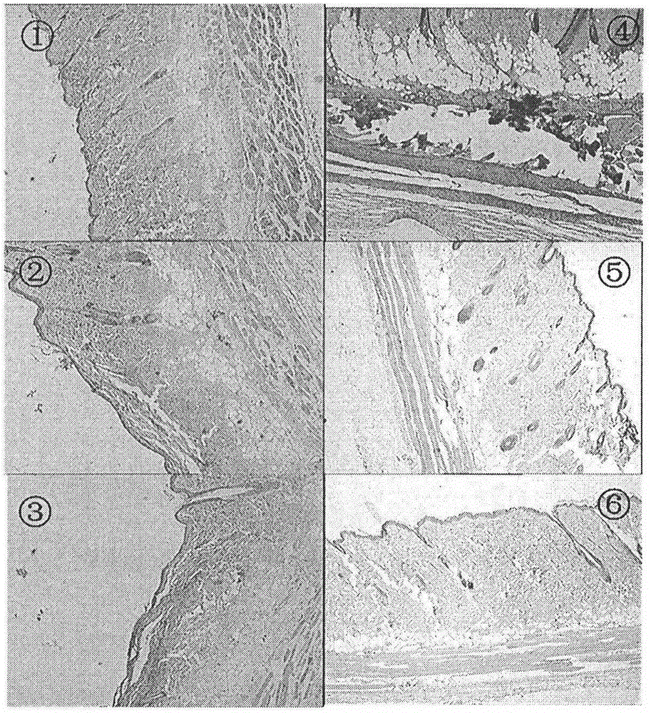 Method for making burn animal model