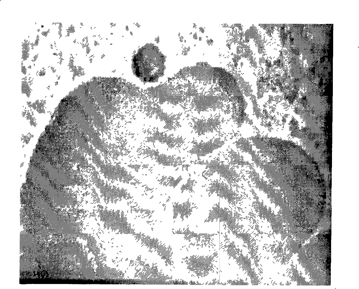 Construction method of mice infection model of Suis Eperythrozoonsis