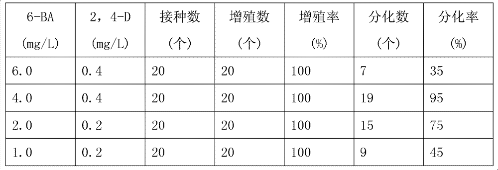 Rapid propagation method of Jiuhua Polygonatum sibiricum