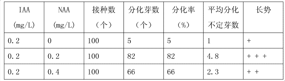 Rapid propagation method of Jiuhua Polygonatum sibiricum