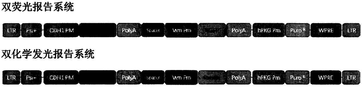 Dual-illumination reporting system and application thereof