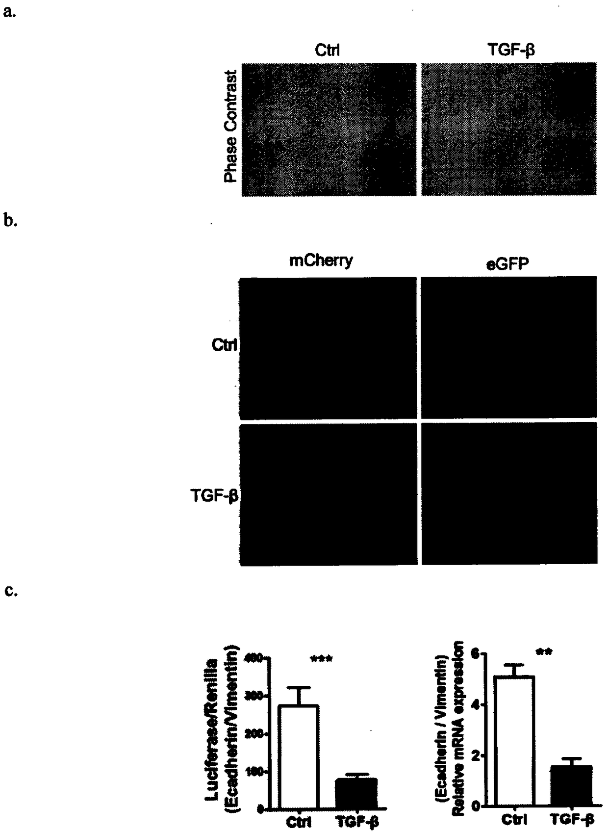 Dual-illumination reporting system and application thereof