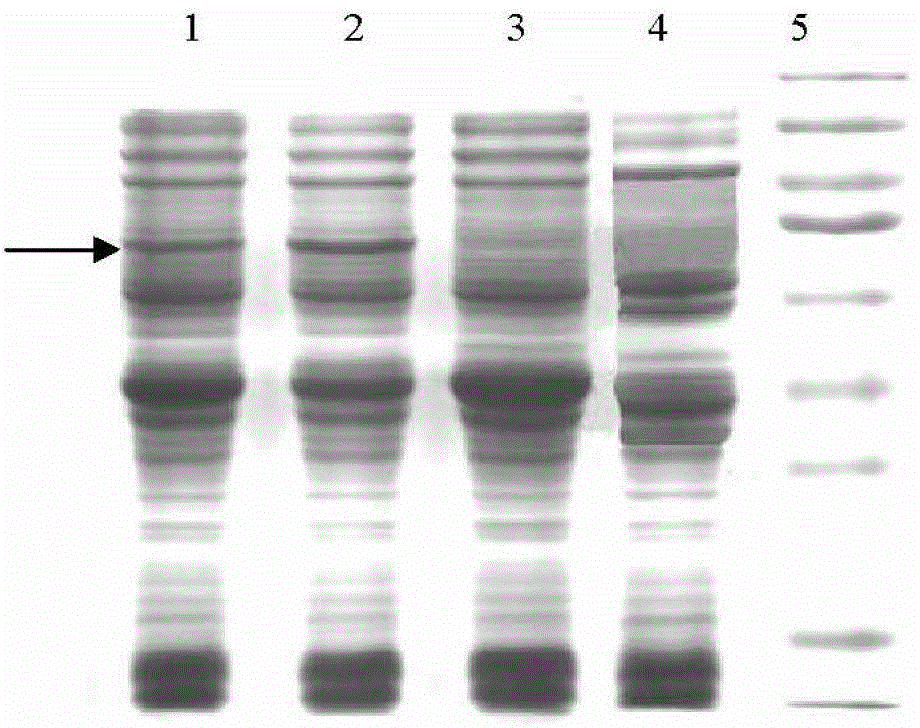 Anti-malignant lymphoma fusion protein and preparation method thereof