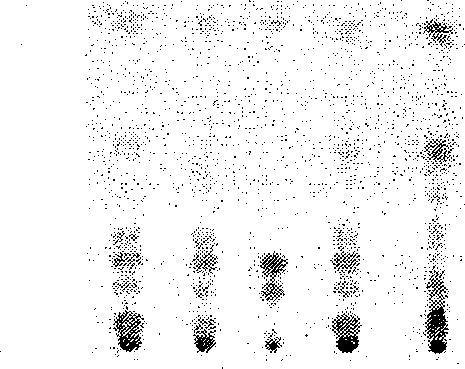 Detection method of tambac depression-alleviating pill as traditional Chinese medical preparation