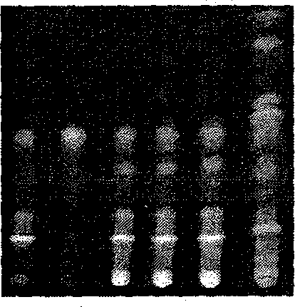 Detection method of tambac depression-alleviating pill as traditional Chinese medical preparation