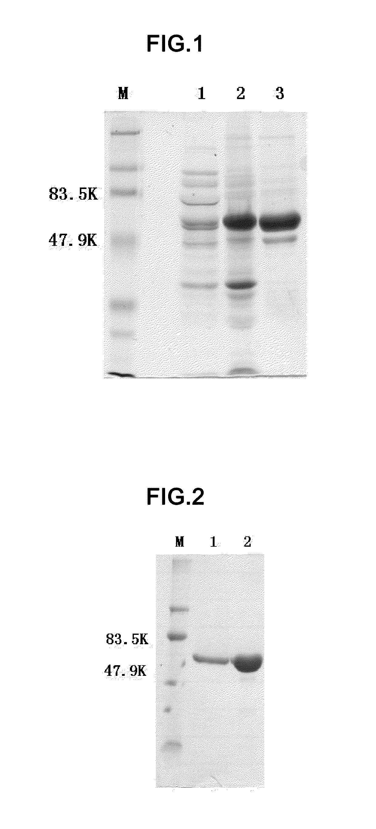 Truncated l1 protein of human papillomavirus type 18