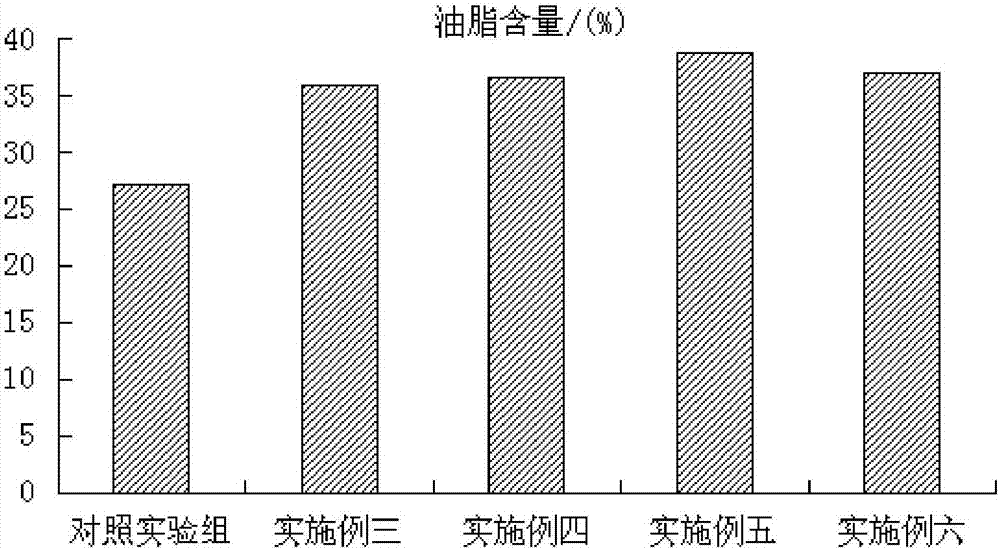 Culture method of rich-oil scenedesmus obliqnus