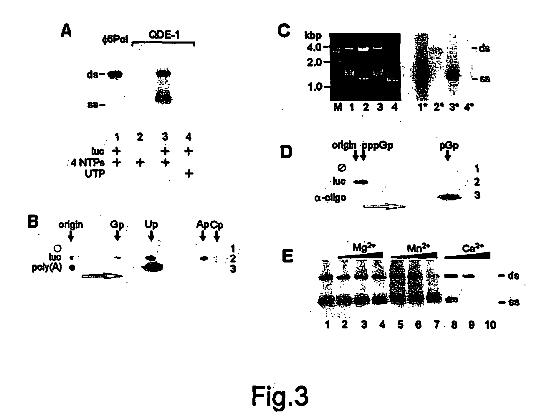 Soluble rna polymerase protein and methods for the use thereof