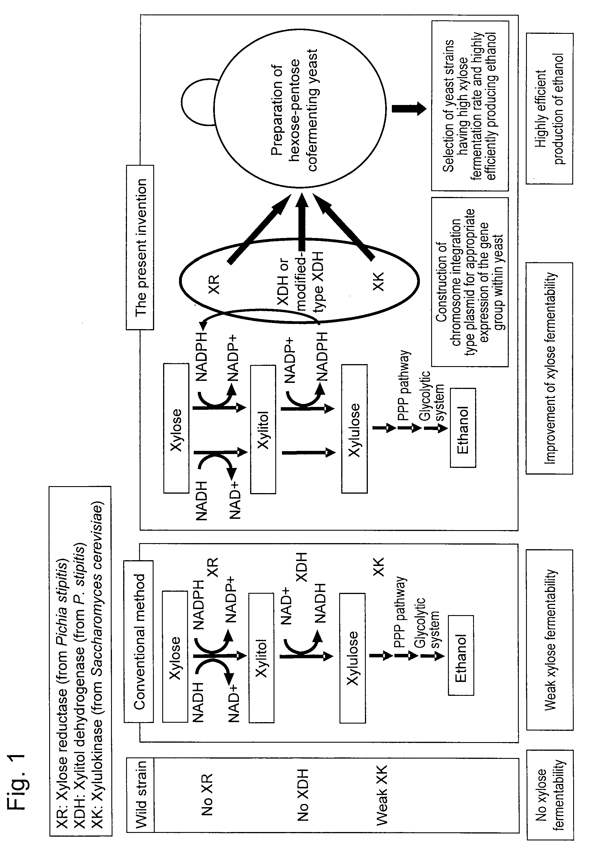 Hexose-pentose cofermenting yeast having excellent xylose fermentability and method for highly efficiently producing ethanol using the same