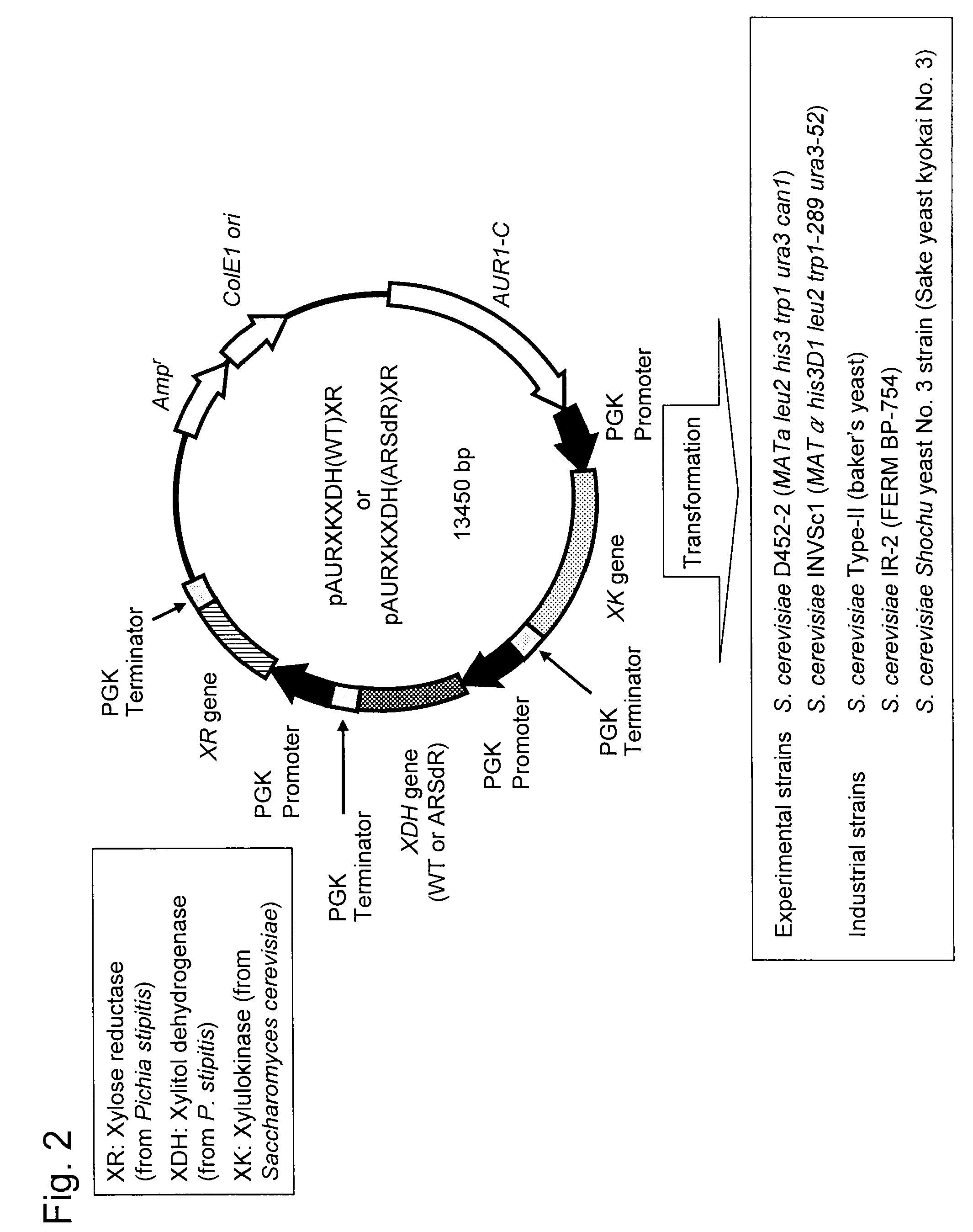 Hexose-pentose cofermenting yeast having excellent xylose fermentability and method for highly efficiently producing ethanol using the same