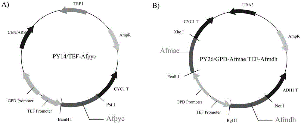 Establishment and application of brewing yeast engineering bacterium strain for producing L-malic acid