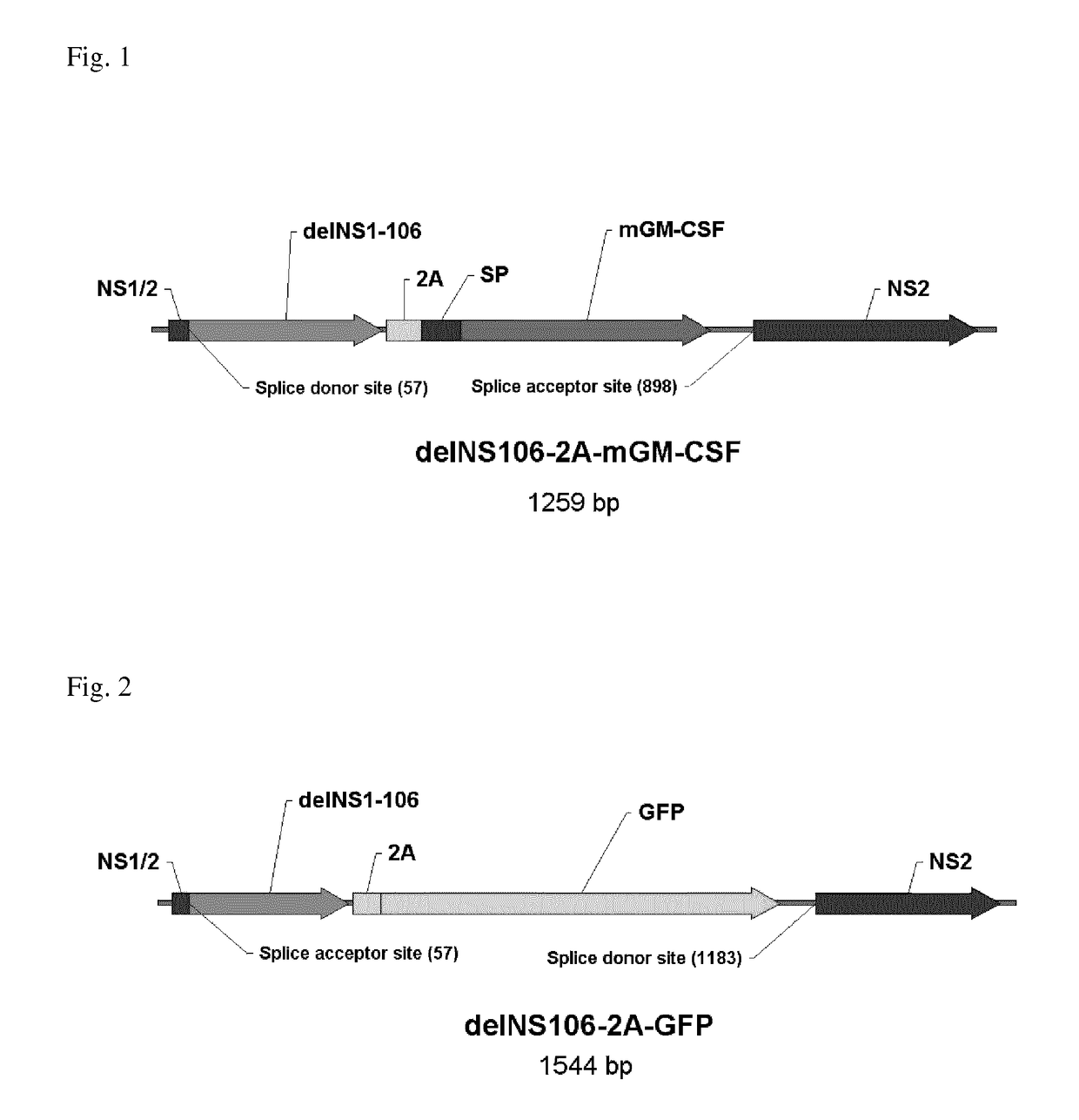 Influenza virus vector for virotherapy