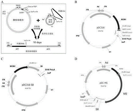 Tumor DNA (Deoxyribose Nucleic Acid) vaccine and virus vector vaccine taking mucoprotein 1 and surviving as targets