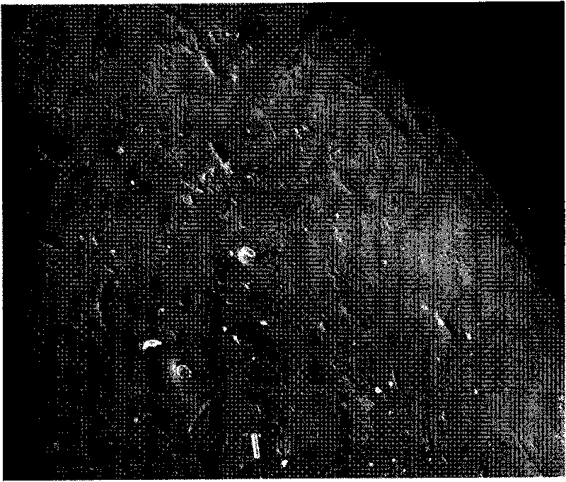 Slow-release bactericide for inhibiting growth of thiobacillus ferroxidana and preparation method thereof