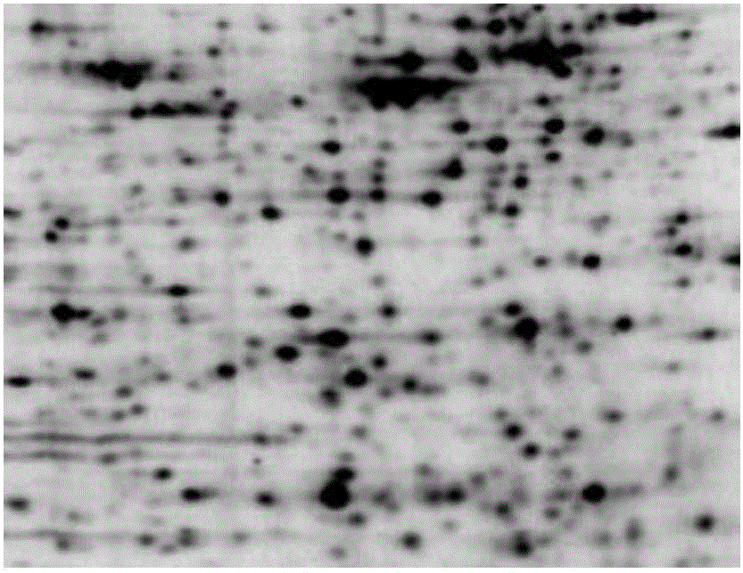 Overlapped protein point separation method and device based on concave point matching