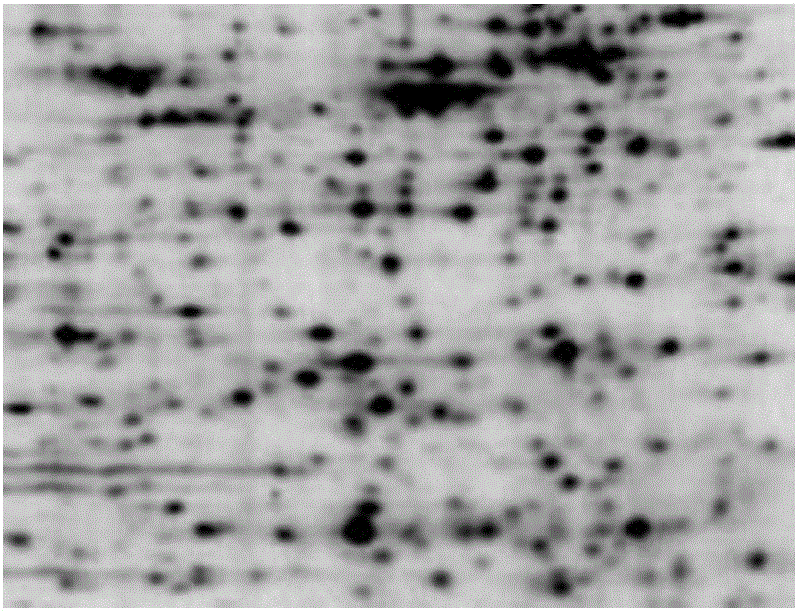 Overlapped protein point separation method and device based on concave point matching