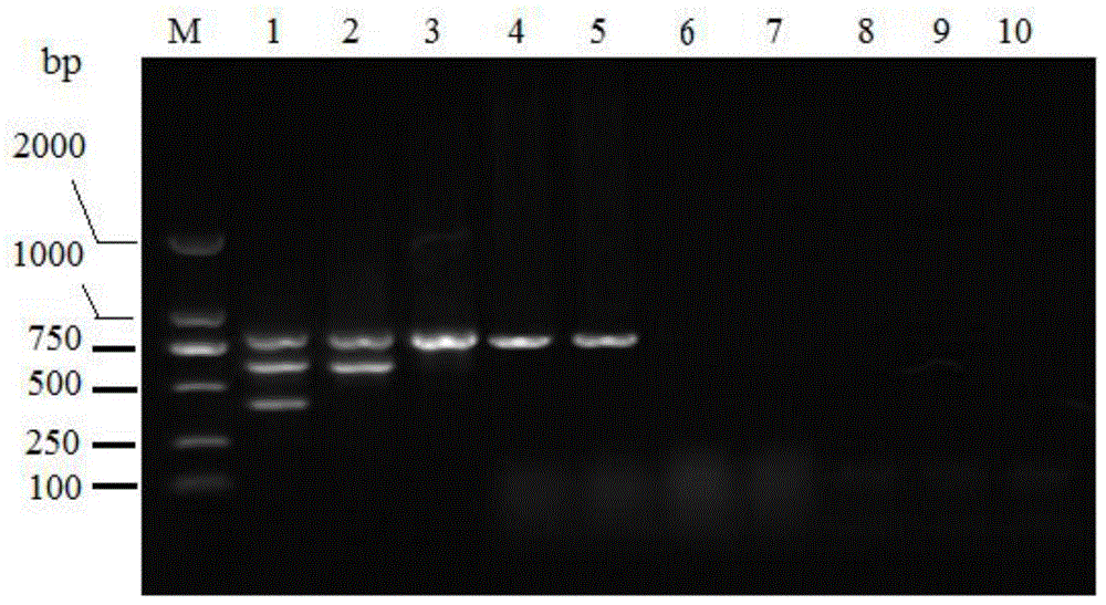 A multiplex PCR detection kit and method for rapidly identifying pathogenic Pseudomonas ayumi