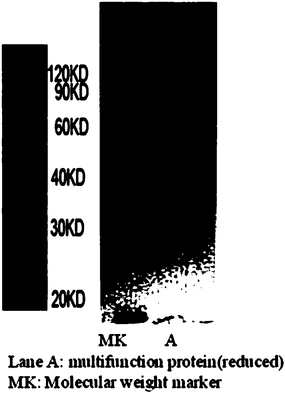 Multifunctional fusion protein and application thereof