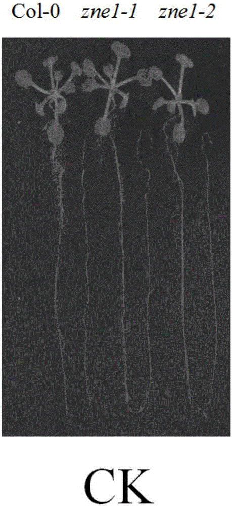 Gene for promoting plants to absorb zinc ions, amino acid sequence, expression vector and application