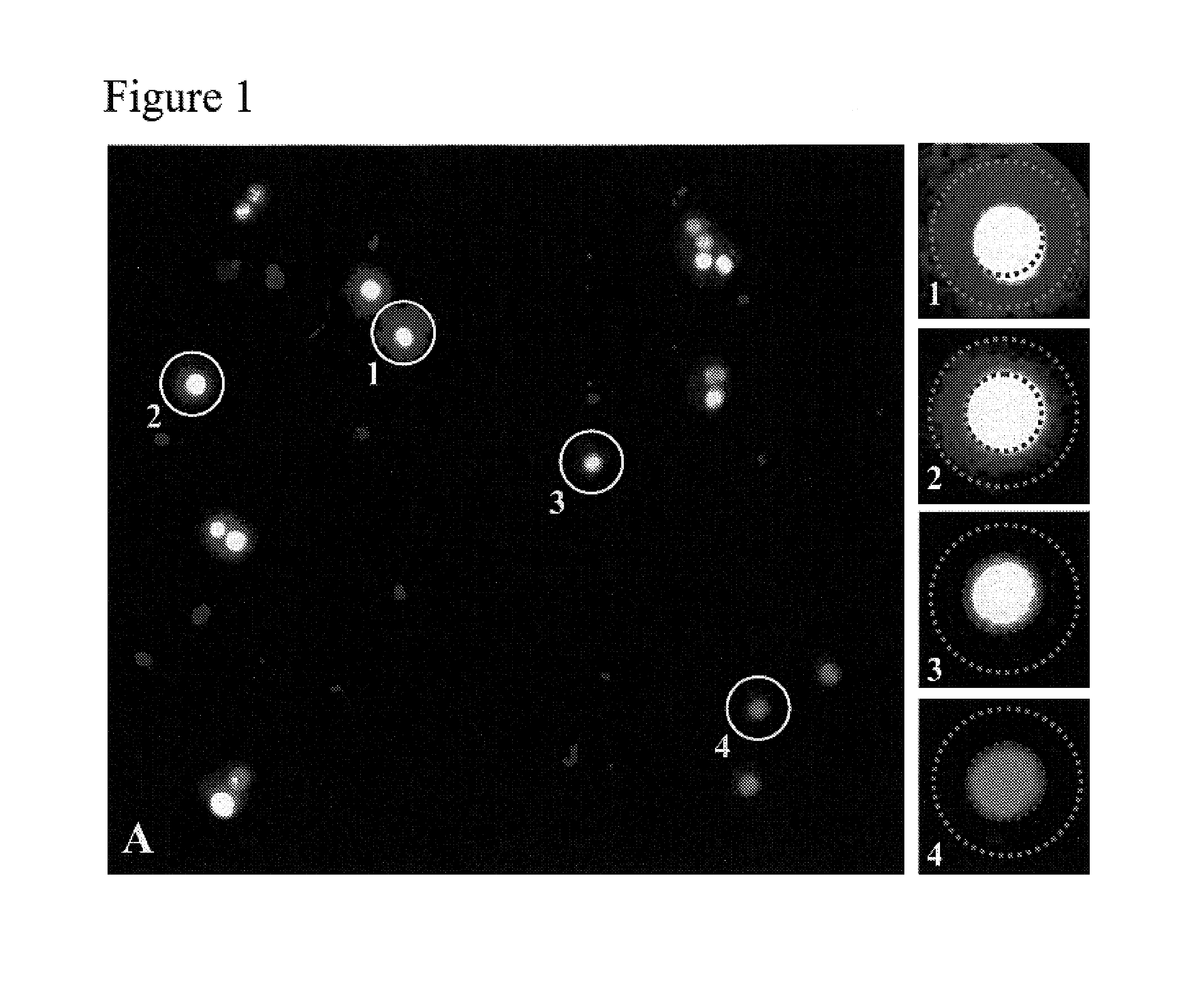 Methods for purification of cells based on product secretion