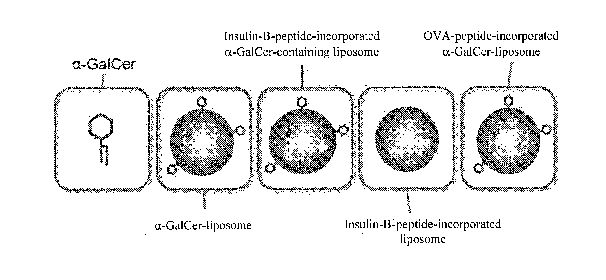 Preparation for preventing or treating type i diabetes