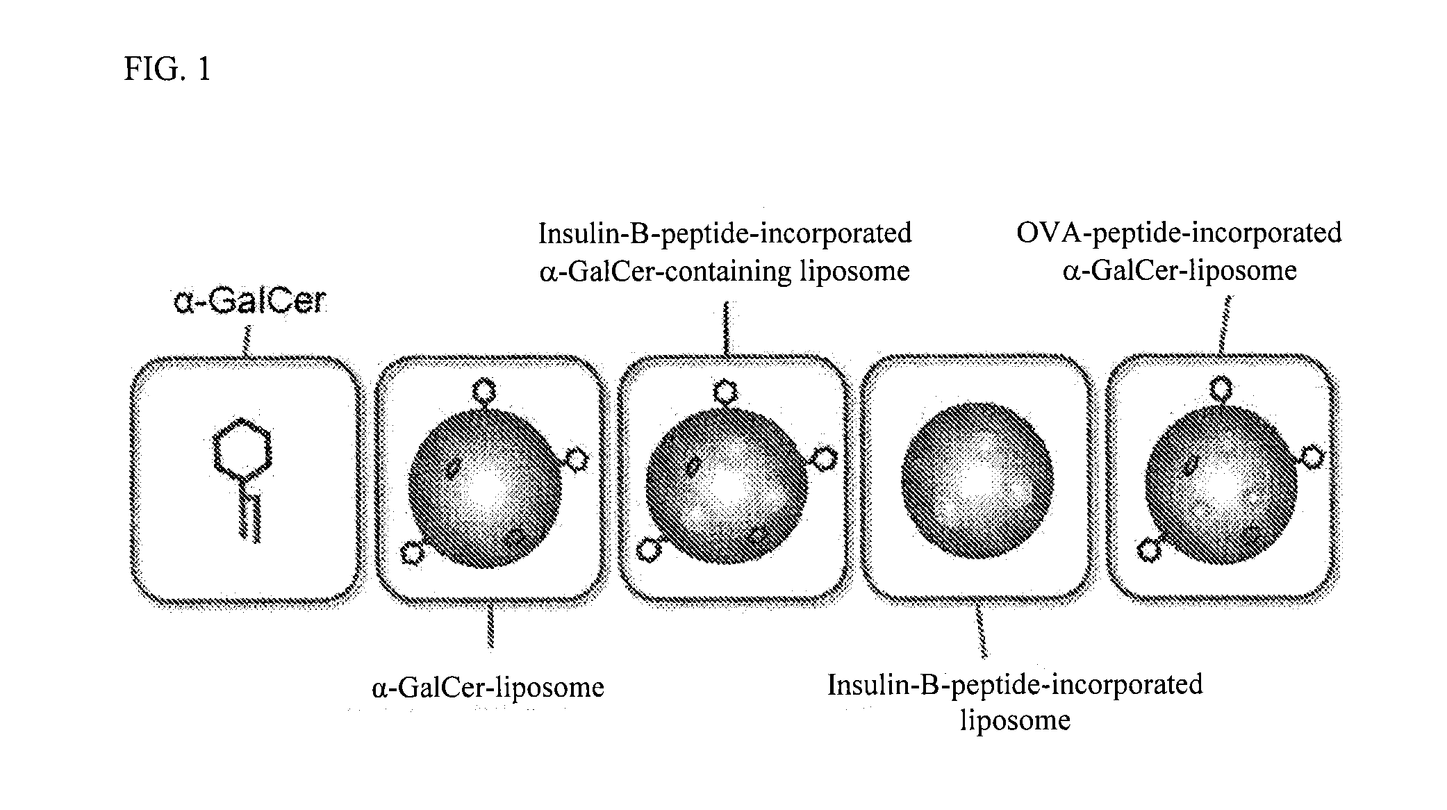 Preparation for preventing or treating type i diabetes