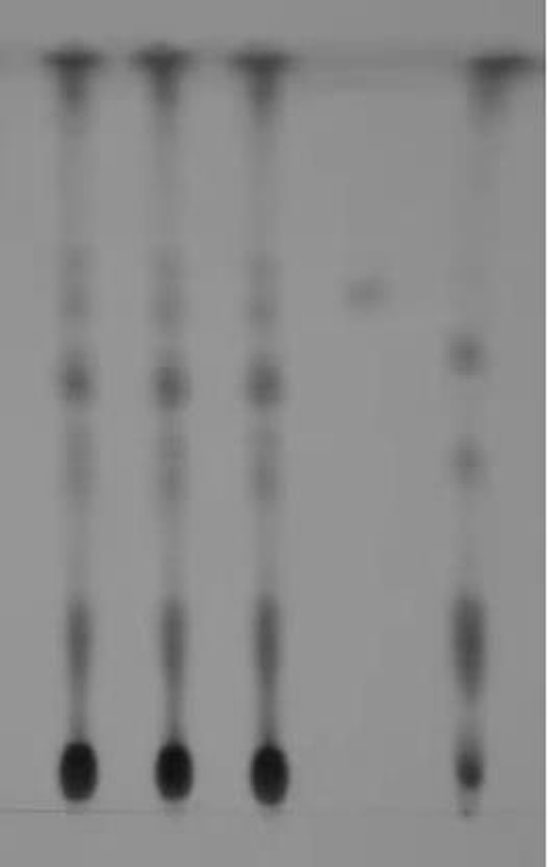 Thin-layer chromatography identification method of rhizoma corydalis stomach'an capsule