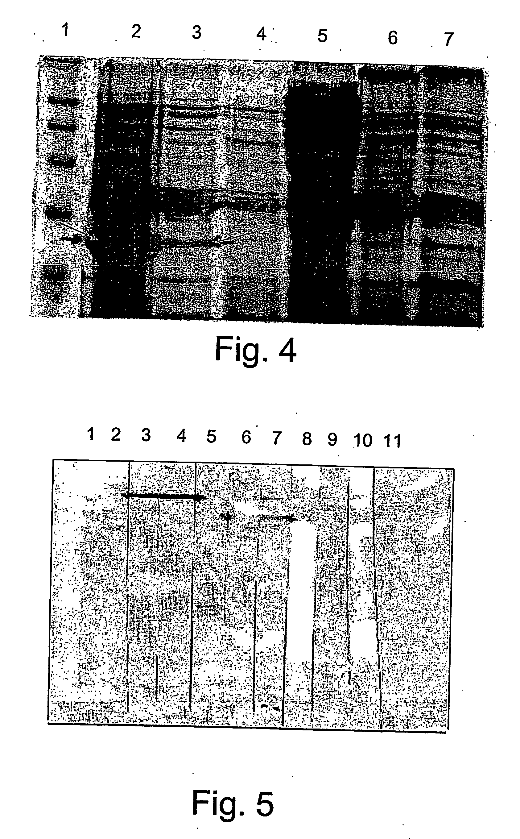 Subunits of the adenovirus fiber protein and uses thereof as vaccines