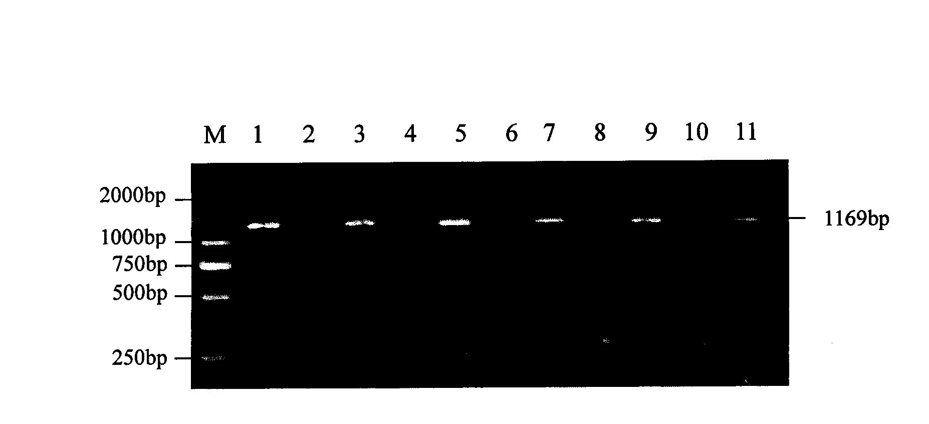 Method for identifying falsification of distilled spirit by utilizing nucleic acid detection technique