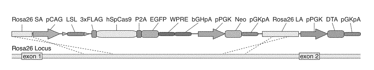 Delivery, use and therapeutic applications of the crispr-cas systems and compositions for modeling competition fo multiple cancer mutations in vivo