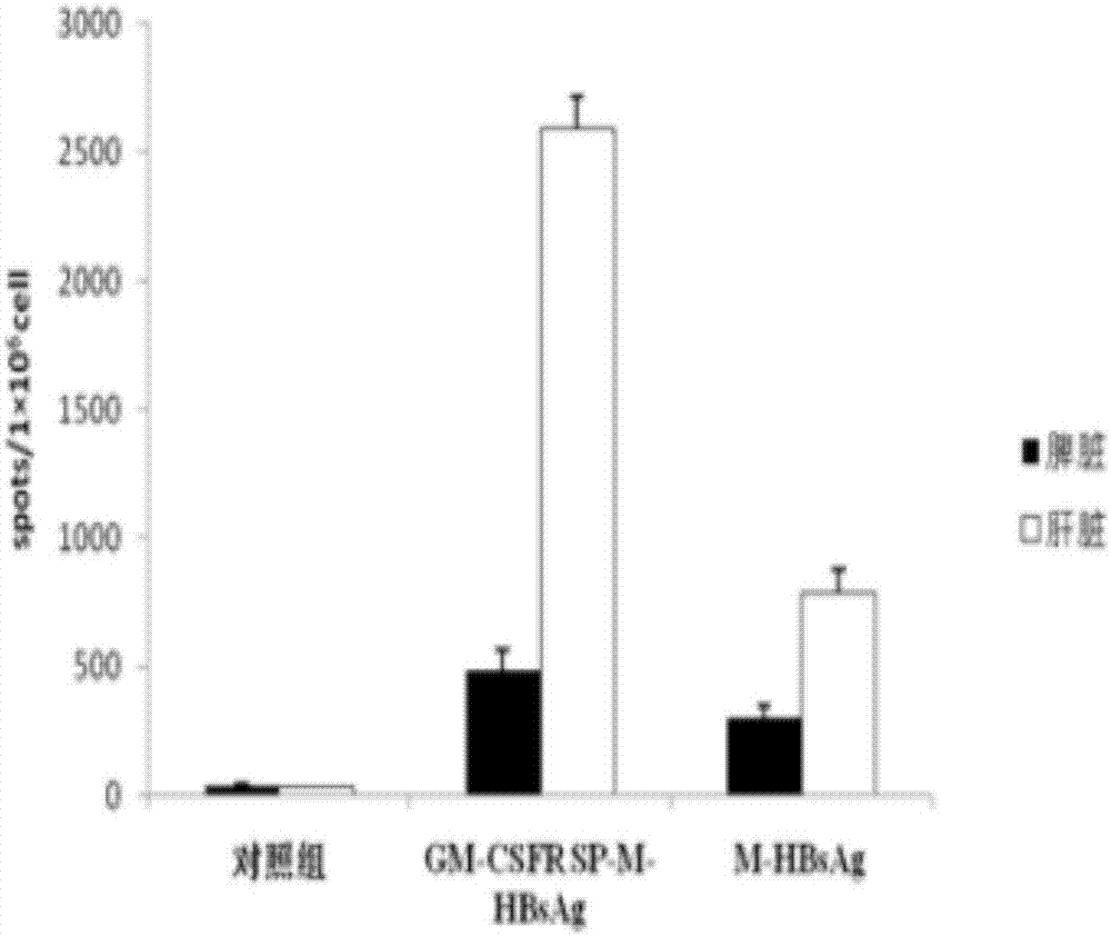 Chronic hepatitis B treatment DC vaccine