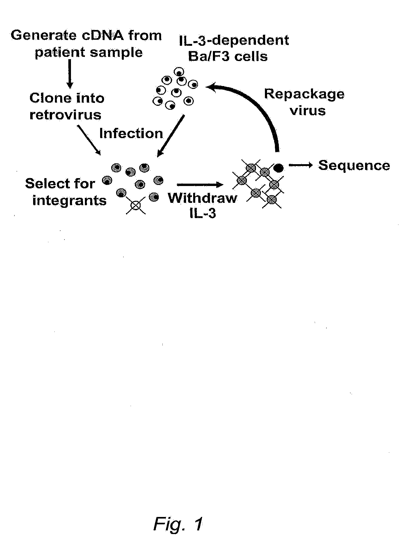 Crlf2 in precursor b-cell acute lymphoblastic leukemia