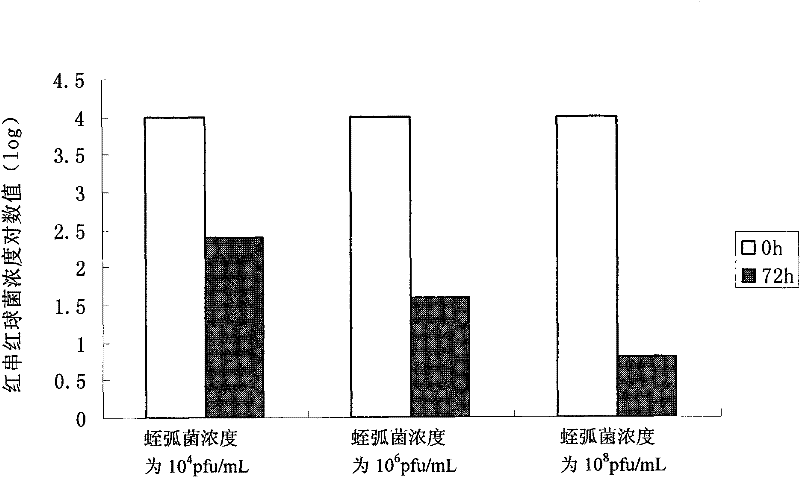 Bdellovibrio bacteriovorus bacterial strain eliminating aquatic product Gram-positive pathogenic bacterium and application thereof