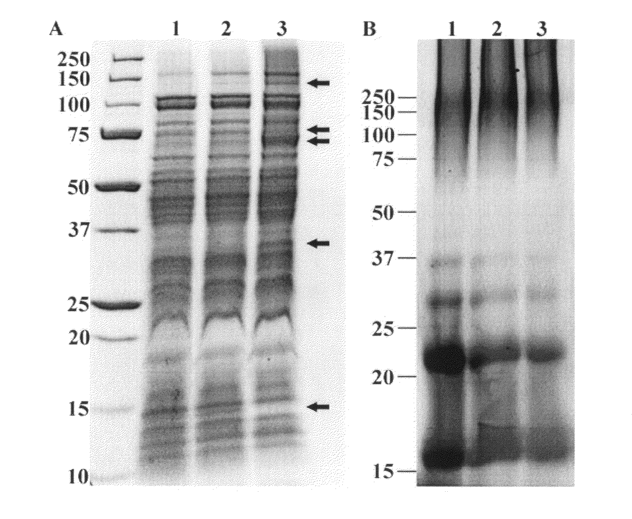 Vaccines for diseases of fish