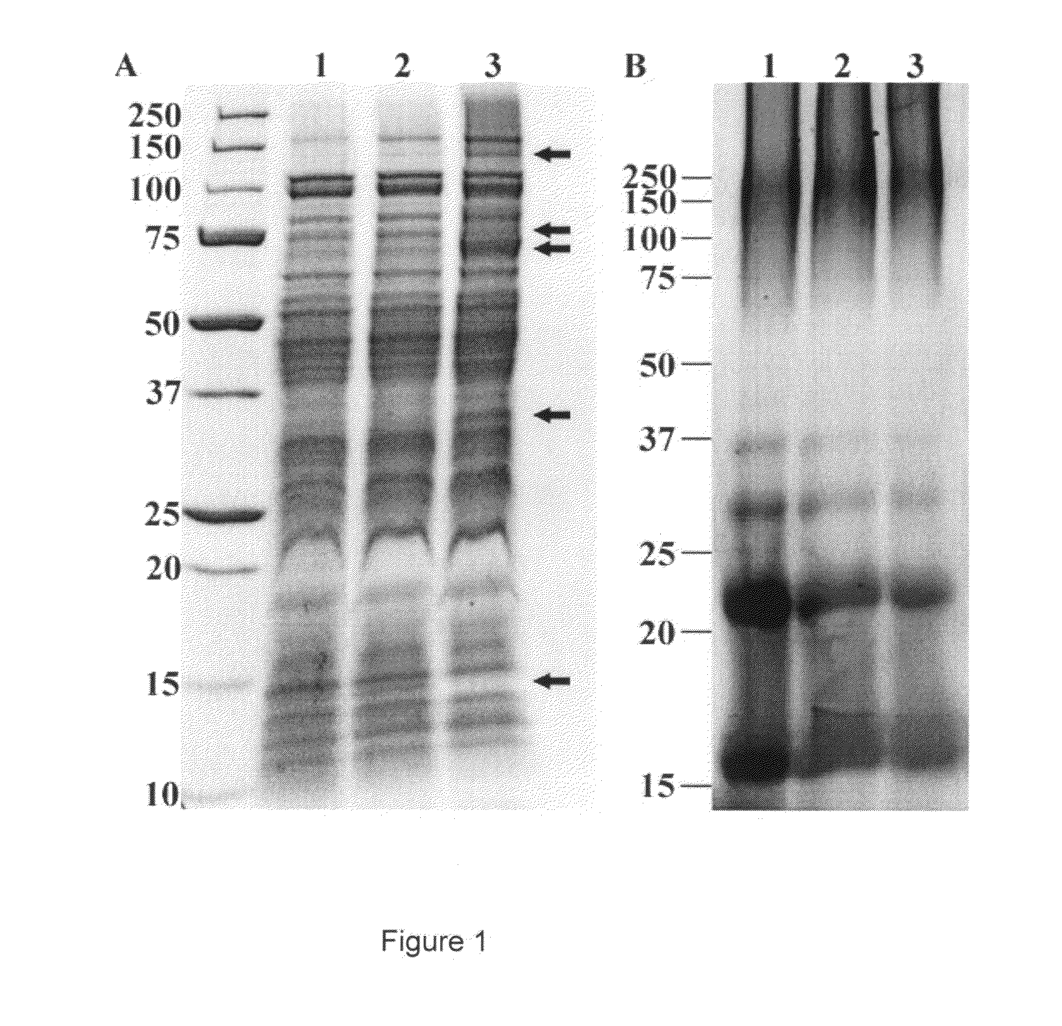 Vaccines for diseases of fish