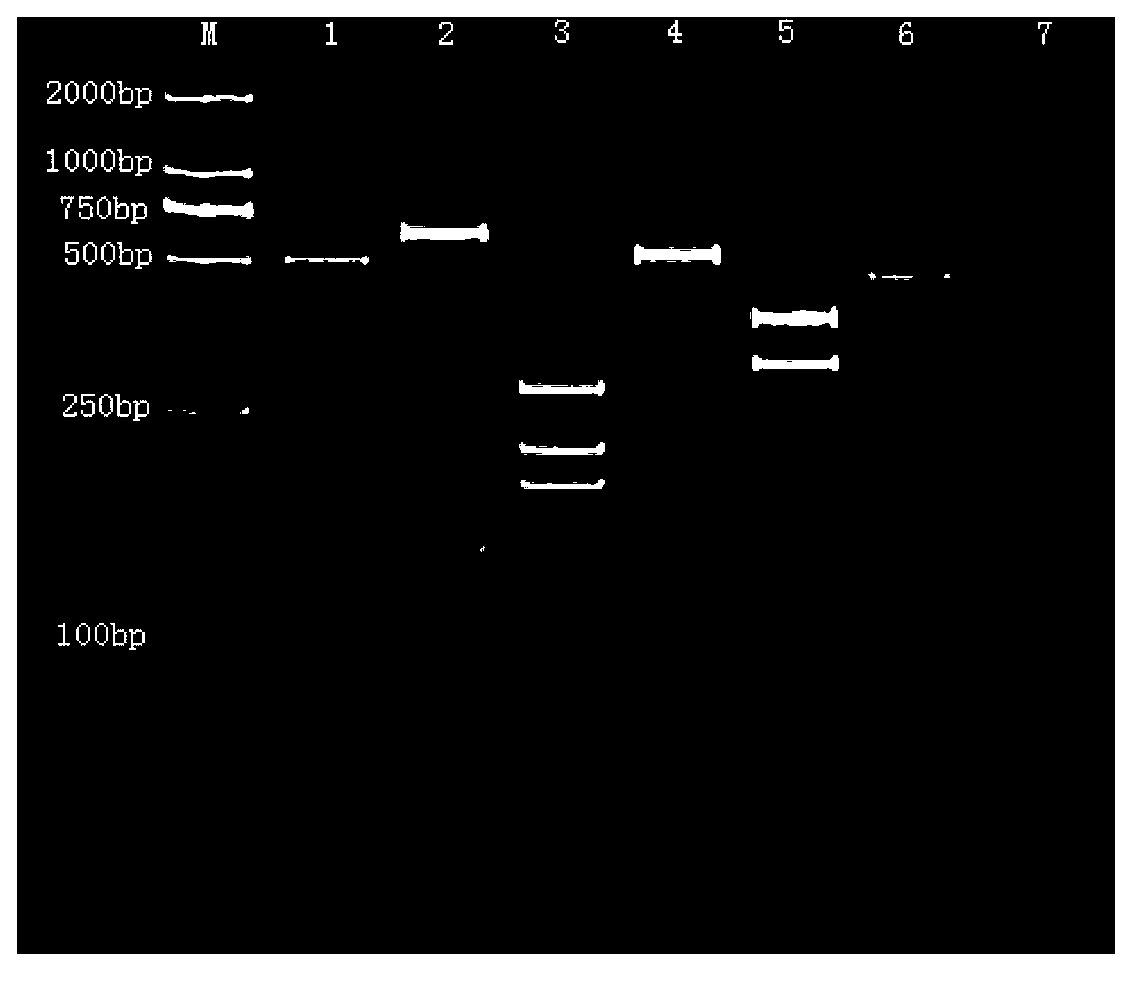 PCR-RFLP (polymerase chain reaction-restriction fragment length polymorphism) method for identifying seven sea cucumber species