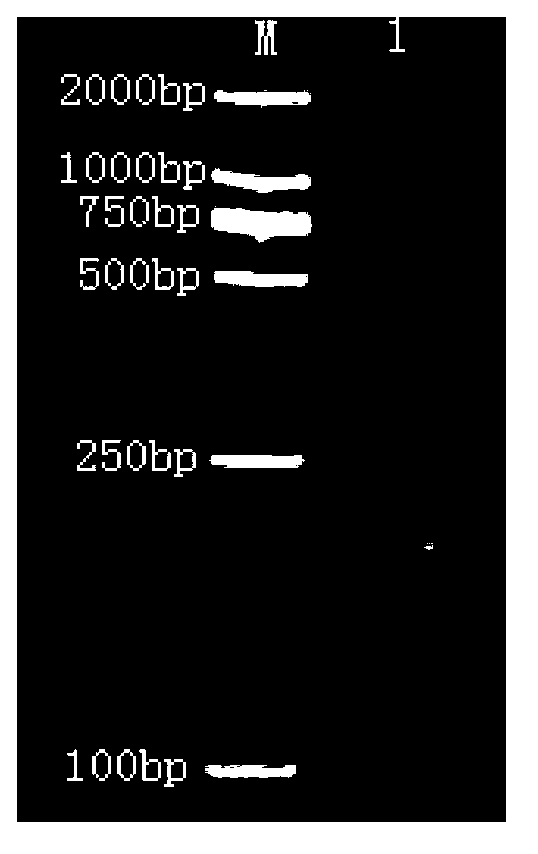 PCR-RFLP (polymerase chain reaction-restriction fragment length polymorphism) method for identifying seven sea cucumber species