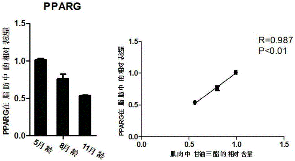 Method for detecting content of triglyceride in porcine muscle with gene PPARG