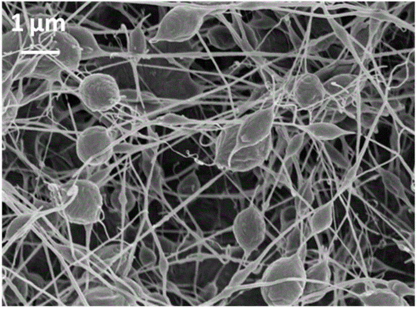 Beaded ultrafine fiber material with bead morphology and preparation method thereof