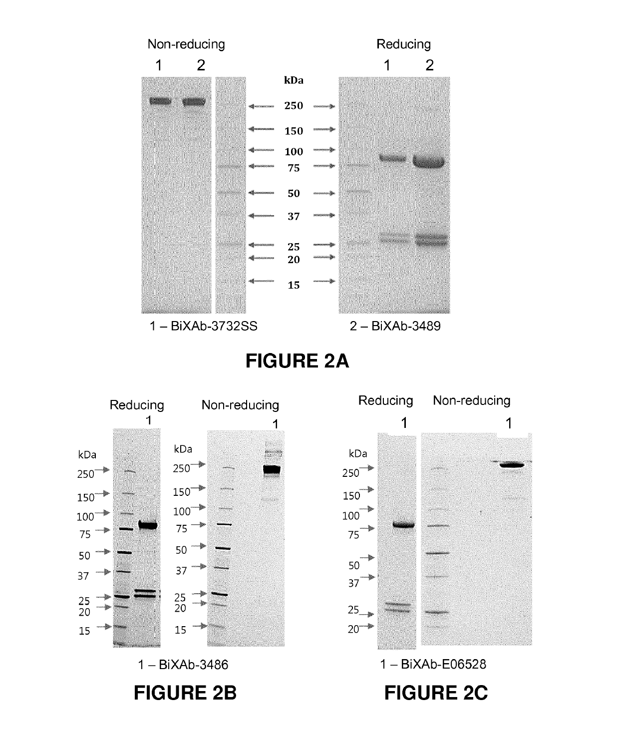 Bispecific antibodies targeting EGFR and her2