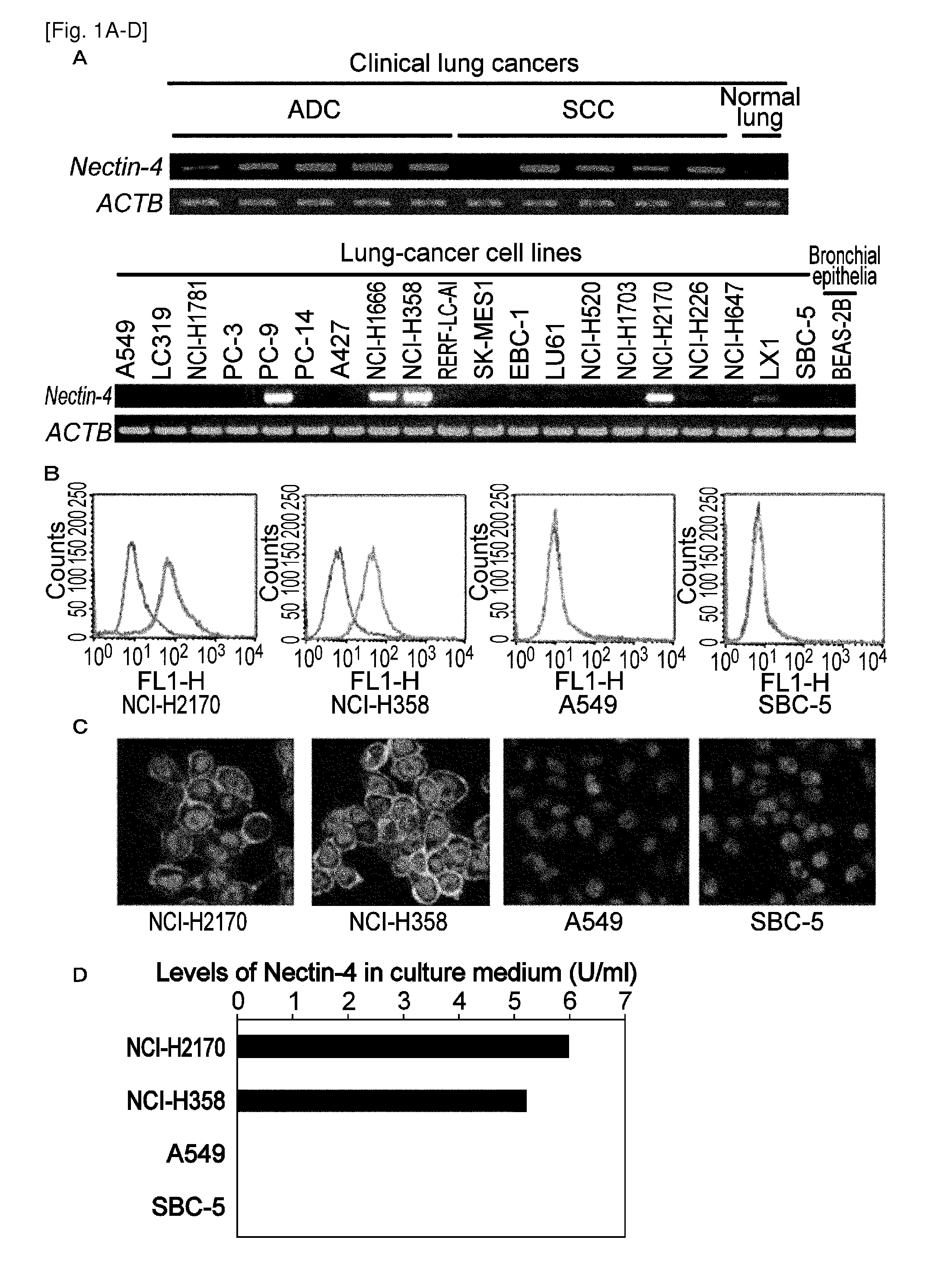 Nectin-4 for target genes of cancer therapy and diagnosis