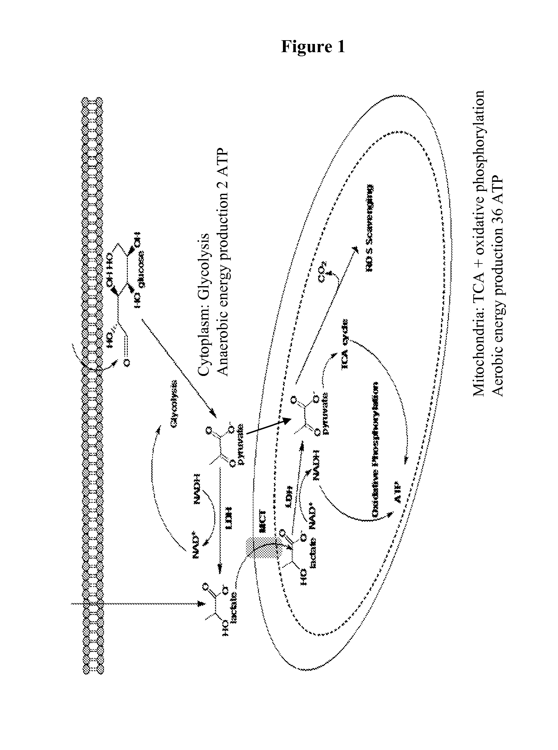 Mitochondrial activity inhibitors of cancer-initiating cells and use thereof