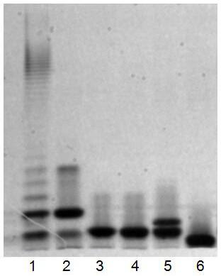 Attenuated Salmonella choleraesuis s.choleraesuis S1210 and its preparation method and application